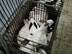 -温江公平红烧兔(总店)