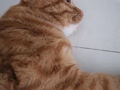 -芭比堂宠物医院·全科爱猫医院·仁德分院