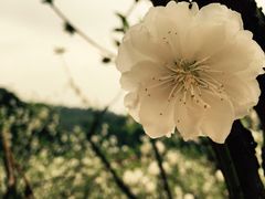 -南国桃园旅游度假区