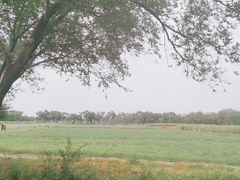 -西青郊野公园