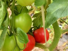 -庞各庄翠芳园西瓜蔬菜基地采摘园