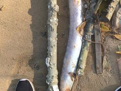 -黄金海岸环岛路