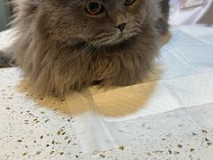 -宠爱国际动物医院·消化内科·心肾内科·ISFM猫友好(望京店)