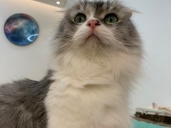 -瞄一喵猫咖(格力海岸店)