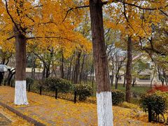 -八大关景区