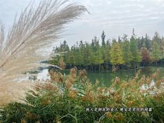 -白鹭湾湿地公园