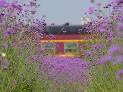 -西京湾花海