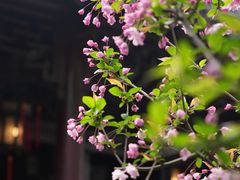 -拙政园