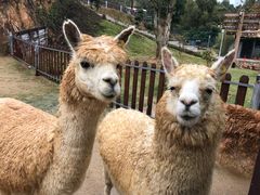 -泉州海丝野生动物世界