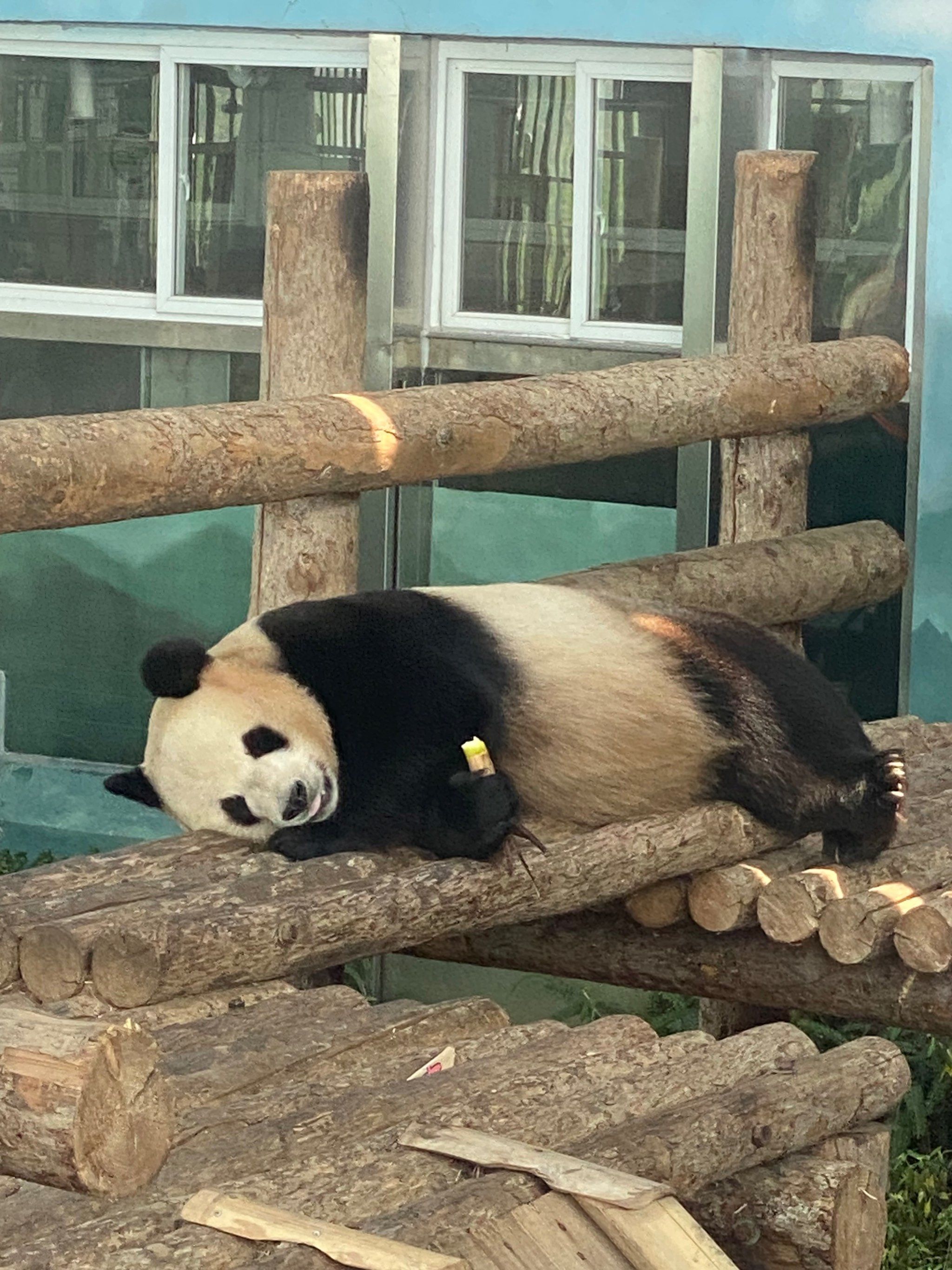 这表演欲望,难怪灵岩爱表演,外甥像舅
#0元玩转这座城#大熊猫金虎