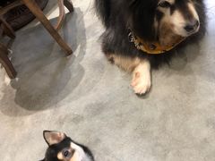 -more than meow吴止猫主题餐厅(承德 中船汇店)