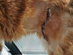 -关爱动物医院·心脏·中兽医·异宠(金牛路分院)