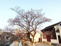 -青果巷历史文化街区
