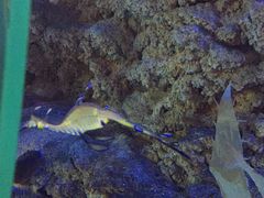 -迪拜水族馆及水下动物园