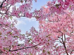 -天适樱花悠乐园