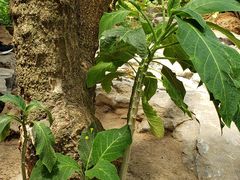 -南通洲际绿博园