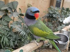 -南宫五洲植物乐园