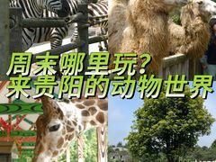 -贵州森林野生动物园