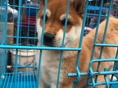 -清平路水族市场