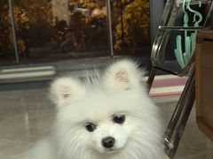 -它主义宠物(梁溪万达店)