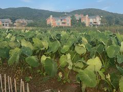 -北马山庄植趣咖啡