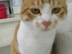 -瑞鹏宠物医院犬猫全科(真大分院)