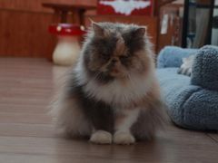 -有猫主题·治愈系猫咖(曾厝垵店)