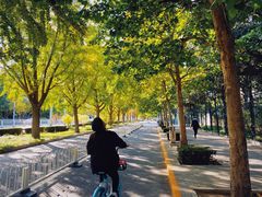 -三里屯东五街银杏大道