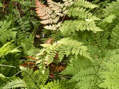 -五营红松林海景区