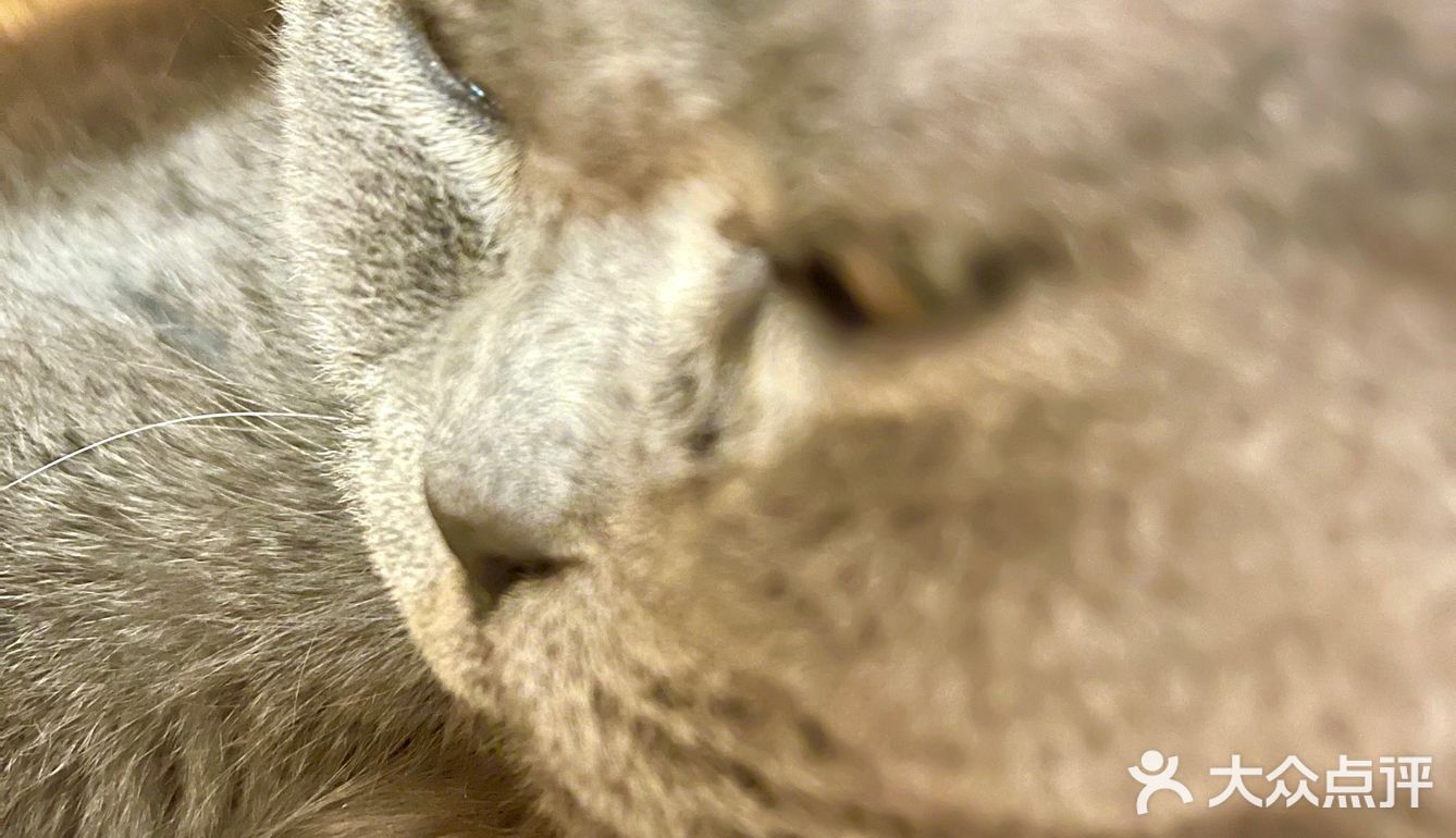 廣州 | 有4只貓咪🐱的大王吃貨店