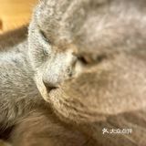 廣州 | 有4只貓咪🐱的大王吃貨店