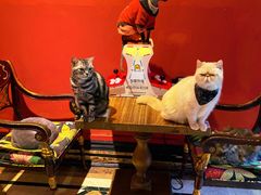 -猫色咖啡·猫咖