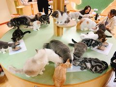 -猫和宫(六道口店)