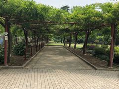 -嘉定紫藤园
