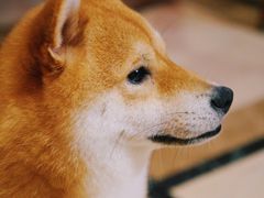 -猫色咖啡·猫咖