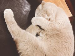 -猫友咖啡店(玉林西路店)