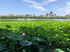 -莲花池公园