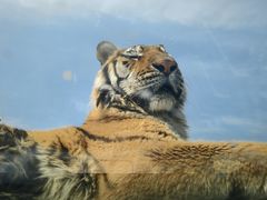 -西霞口神雕山野生动物世界