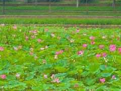 -保定东湖公园(莲池区)