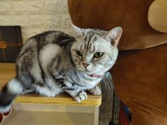 -平行世界·猫咖(首经贸店)