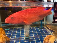 -百富源·海鲜辽菜(浑河堡店)