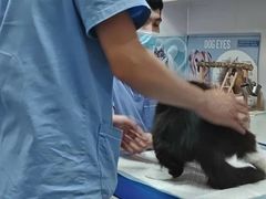 -博特宠物医院24h犬猫全科.骨科·异宠