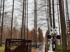 -黄海国家森林公园