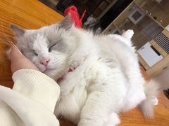 -蓝鲸·缅因猫舍