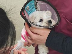 -艾贝尔宠物医院 ·中兽医·宠保定点(北门桥店)