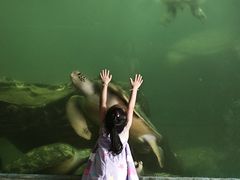 -广东惠东海龟国家级自然保护区