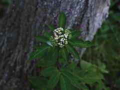 -桤木河湿地公园