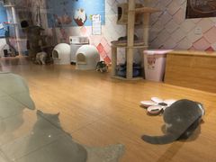 -猫冇咖·家门口的撸猫馆(大融城店)