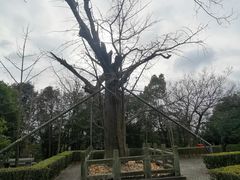 -上海佘山国家森林公园天马山园