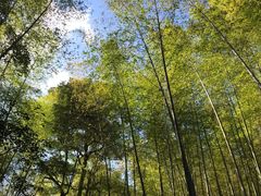 -广州市石门国家森林公园